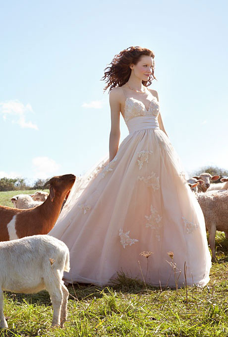 Robe mariage champêtre entourée de chèvres