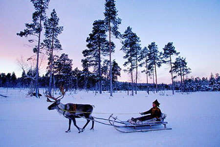 traineau tiré par un renne en finlande